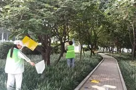 小白蛾子高发，它咬人吗？该怎么防治？漯河市城管局来告诉你图片