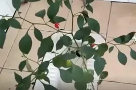 时隔8个月返校，女生宿舍竟长出辣椒，位置很尴尬…图片