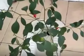 时隔8个月返校，女生宿舍竟长出辣椒图片