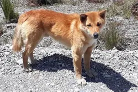 这种会唱歌的狗被认为已灭绝50年，可如今科学家找到让其重生的方法图片