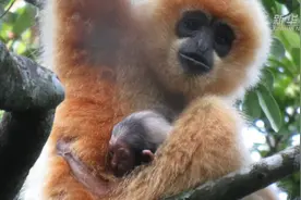 海南长臂猿新种群中发现幼崽