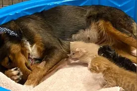 流浪牧羊犬因早产失去幼仔 被救助后收养一窝孤儿猫咪图片