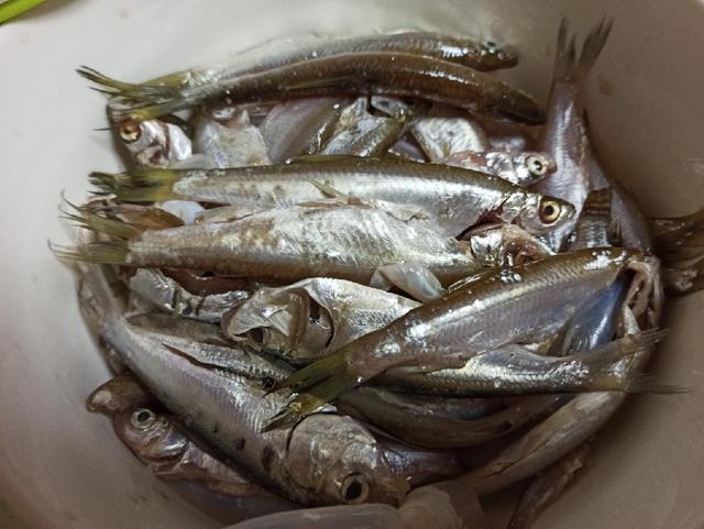 广东鲮鱼丸子的正宗做法 2026年汆鱼丸子的做法视频