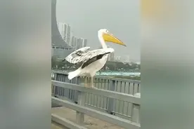 大鸟现身街头与路人对视，伫立桥上淡定接受围观