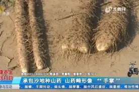 铁棍山药生长畸形，分叉后犹如“手掌”，大哥怀疑用了“假化肥”视频封面