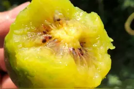 甜到心尖儿的蒲江红心猕猴桃，香甜爽口，一碰就爆汁～丨种草机图片