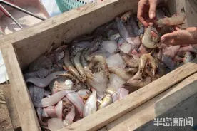 开海“第一鲜”！沙子口南姜码头、即墨田横码头尝“鲜”人海了图片