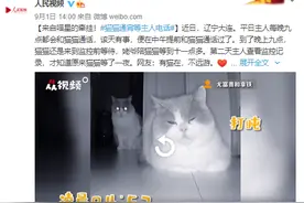来自喵星的牵挂！猫猫通宵等主人电话图片