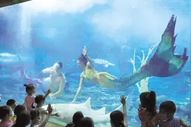 冷职业“美人鱼”：一天要洗10次澡图片