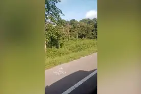 马来西亚一只小象被车撞死 母象愤怒追赶过路汽车图片