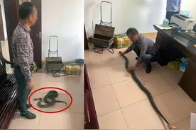 男子用野生动物作展品，民警现场查获2.1米草花蛇图片
