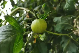 宁夏原州区：节水高效灌溉技术促进冷凉蔬菜产业发展图片