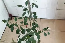 鸟窝、辣椒、红薯藤...好久不见的宿舍，推开门后惊呆了图片