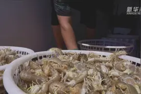 开海第一捕 虾蟹满仓还视频封面