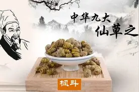 植物界的“仙子”——枫斗图片
