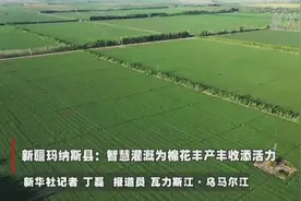新疆玛纳斯县：智慧灌溉为棉花丰产丰收添活力视频封面