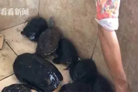 最严禁野令下眼镜蛇仍在卖！档主：卖一条算一条图片