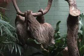 涨姿势！原来美洲狮不是狮，豪猪是“大老鼠”……图片