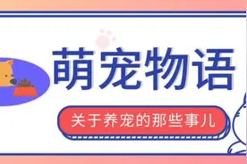 自制猫零食，铲屎官省钱啦！肉干、布丁、小鱼干做起来超简单图片
