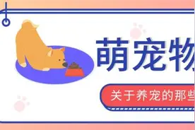 自制猫零食，铲屎官省钱啦！肉干、布丁、小鱼干做起来超简单图片