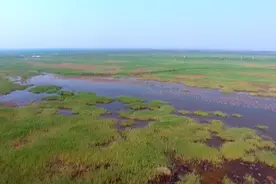 99秒丨黄河三角洲湿地2020年第二轮生态补水启动图片