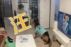 狗狗听到家长脚步声，提醒女孩做作业图片