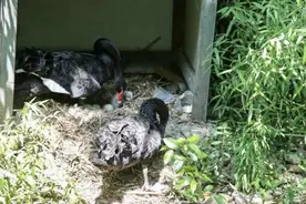 居民和“护鹅队”照顾下，松江这个小区的“网红”黑天鹅首次在夏天迎来宝宝图片