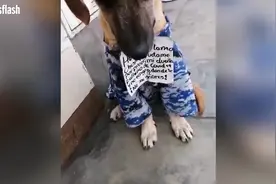 主人患新冠肺炎去世 秘鲁一只狗子脖上挂留言纸条求收养图片