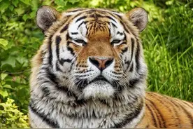 “狗咬老虎”的道理，人生最怕失去勇气，有时挫折是一种运气图片