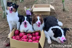偷吃火龙果不擦嘴！4牧羊犬遭粉红腮红出卖图片