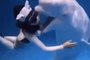 海洋世界白鲸咬破潜水者衣服！园方否认称其在玩耍，专家认为危险图片