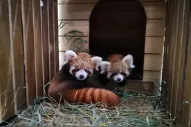 “欢喜坨”“糯米鸡”！武汉动物园首次成功繁育小熊猫twins，有望国庆展出图片