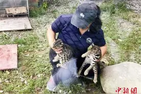 浙江首例野生豹猫幼崽饲养成功图片