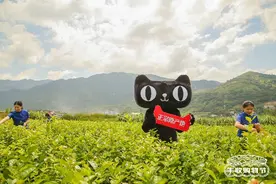 天猫上演寻茶记，溯源世界茉莉花之乡福州图片