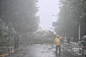 “美莎克”登陆 大树被吹倒 长春园林部门紧急处理图片