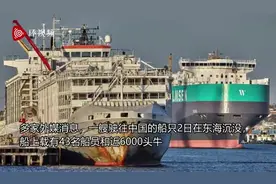 外媒：一驶往中国的船只在东海沉没，船上载43名船员和近6000头牛图片