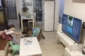 深圳网红狗狗收获两百万粉丝 主人分享背后故事图片