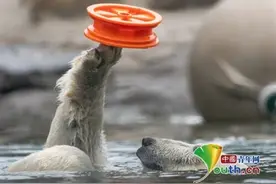 比利时三只北极熊玩球秀杂技 憨态可掬惹人爱图片