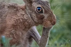 兔界思考者！摄影师抓拍野兔前爪挠脸瞬间图片