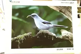 12岁少年的追鸟梦图片