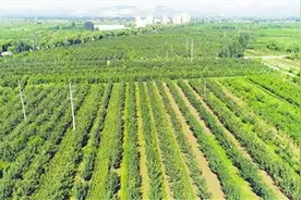 信都区会宁镇大夫庄村特色种植结硕果图片
