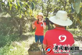 网红主播为罗田板栗节带货图片