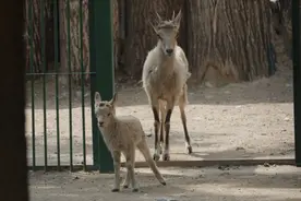 小斑马、小长角羚……北京动物园今年新添343只“小萌宠”图片