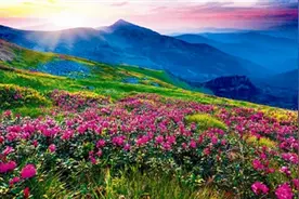 喜马拉雅圣洁花谷图片