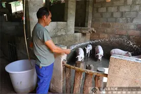 上思：贫困户黄品荣依靠特色养殖挺直了腰杆图片