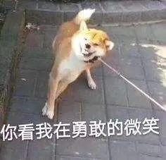 太吓人！40多斤恶犬扑了过来，男子“命根子”……