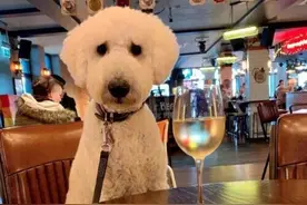 英国一巨型贵宾犬爱上逛酒吧 成当地明星狗图片
