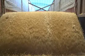 粮食精加工后 去掉的部分去哪儿了？图片