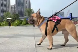 南宁人如何带宠物乘火车？这篇指南要了解图片