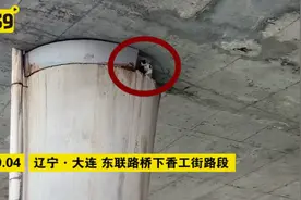小花猫，你让大连人操碎了心图片